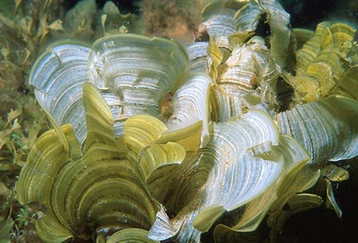 Image of Brown Algae, Padina elegans.